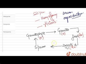 In Mucor, zygospore germinates through the formation of