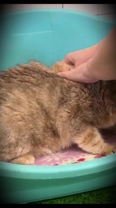 9.1K views · 260 reactions | Cat story Part 2 | Beauty In | Facebook