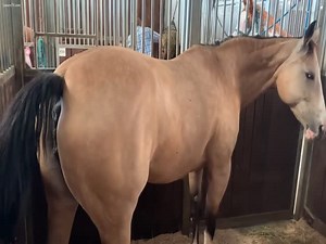 Mare Butt Pee And Wink