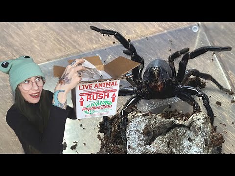 ANGRY & DRAMATIC! Trapdoor Spider Unboxing from Hardcore Arachnids!