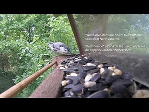Birds at My Bird Feeder: White-breasted Nuthatch