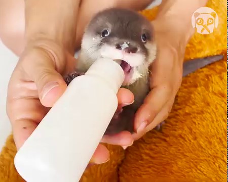 Daily routine of adorable baby otters | Crafty Panda