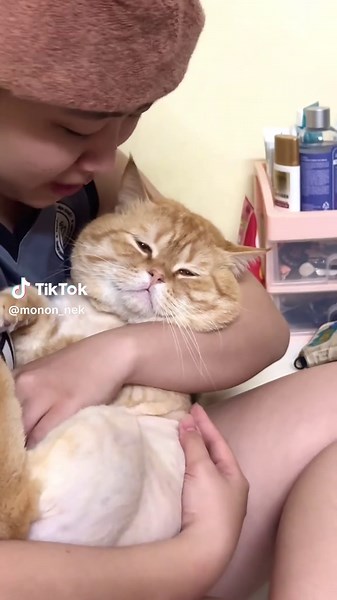 Bé Mèo Cute và Những Hình Ảnh Đáng Yêu