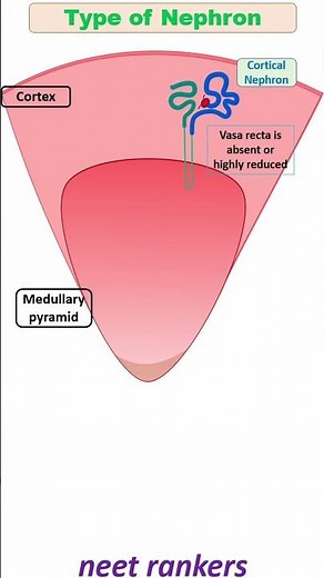 Type of Nephron Cortical and Juxtamedullary nephron #neet_rankers #neetbiology #neetpreparation#neet