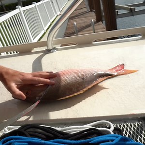 19K views · 493 reactions | The Best Damn snapper Ever! | Landshark Outdoors | Facebook