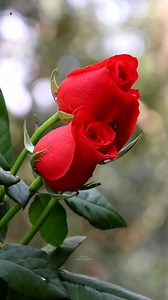 7.2K views · 3.1K reactions | Beautiful Roses | Roses | Facebook