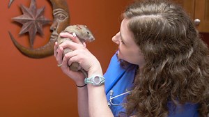 92K views · 147 reactions | Dr. Thielen sees Cookie, a rat that gives kisses and recently had a seizure. #DrKExoticVet | National Geographic Animals | Facebook