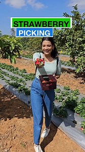 153K views · 507 reactions | Let's go strawberry picking, shall we?...