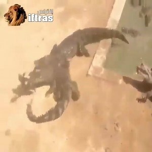 Check out how these crocs used this chicken as scape goat | Pulse Nigeria