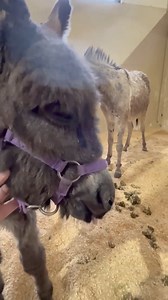 Update on baby girl Ireland. This is a short clip from yesterday. Poor precious baby girl exposed to so much illness at Bowie. Dr. Willis called tonight at 8:30PM. She is unchanged from yesterday and probably won’t see an improvement from her medication until 4-5 days. She bright, still has nasal discharge and cough. She’s being feed tube fed mares match due to aspirating her milk while nursing. She’s being fed every two hours 18% of her body weight and tomorrow will increase to 20% of her body 