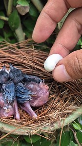 🤣🤣 #BabyBird #Feedingbirds #CuteAnimals | Jejak Manok