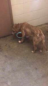 1.1K views | Louisville Metro Police Department on Reels | Facebook