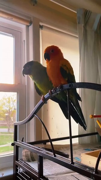 Sun and Nanday Conures: Meet Sharan and Lord
