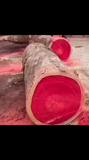 Unusual tree in Africa | Tales Of Africa