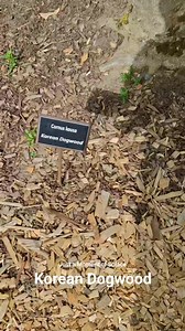 Ang tawag pala nito ay Korean Dogwood Tree #KoreanDogwoodTree #KoreanDogwood #plant #tree #nature #ThankGodForEverything #GratefulHeartLagi | Just a Moment of Solace