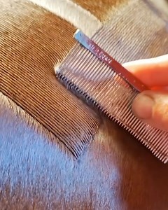 335K views · 232 reactions | These horse grooming techniques are so slick!  | Lessons Learned In Life | Facebook