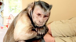 This funny monkey pitches a fit until his pet human gives him a delicious grape! 😂 Do you know anyone this spoiled? 👇 | MonkeyBoo