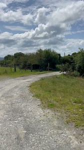 Snipe 2 yrs old. Sophie 9 yrs old. Mandy 18 mnts old. | Animal Haven Ireland
