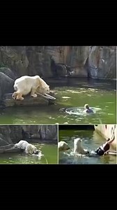 32-year-old woman jumps into polar bear enclosure — and gets attacked 😲 (details in comments) | Fans Primitive
