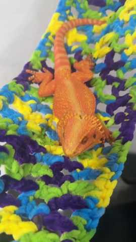 Bearded Dragon Tank Accessories, Reptile Hammock Soft Swing Hanging Bed with Strong Suction Cups & Hooks Cage Decor Habitat Lizard Hammock for Small Pets