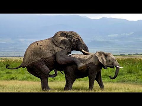 Rare RAW Video Of African Elephants Mating | Amboseli National Park