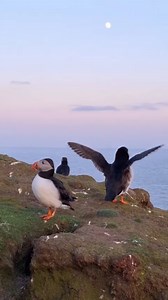 19K views · 1.6K reactions | Puffin party on Fair Isle!  Hands up who wishes they could get up close with these wee beauties?! ‍♀️  Fair Isle, Promote Shetland  Instagram.com/rafaeldavidmartig | VisitScotland | Facebook
