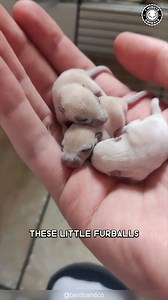 7.1K views · 291 reactions | Gerbils  The CUTEST Desert Pets! These tiny, friendly rodents are clean, social, and super easy to care for. They love digging tunnels and playing with their buddies all day long. You won’t believe how much fun these little jumpers are to watch! #wildlife #nature #animalfacts #animalvideos | 1 Minute Animals | Facebook