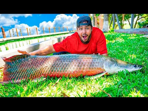 ESSE É O NOVO MORADOR DA FAZENDA ! PIRARUCU DE 2 METROS