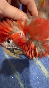 Oh sweet baby girl Coco.. you are wearing much of your breakfast pumpkin this morning 🤣🤣🤣 A warm wet face wash is called for I believe..but you obviously enjoyed every bit!!😝🥰🤣😋😋😋 | Macaws And More