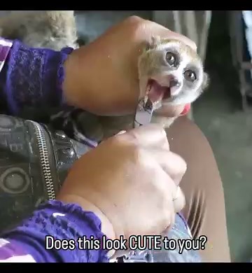 The Dark Truth Behind Every Slow Loris Pet Video