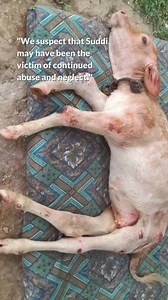 FARM FRIDAY 🤎: Critically Wounded Baby Cow With Shattered Legs Found Bloodied And Paralyzed⁠ ⁠ Suddi is a badly injured baby cow who was found bloodied and paralyzed in the dirt after falling from the top of a tall building in Sri Lanka. While the details of the incident of currently unknown, Suddi is in a state of emergency and needs urgent medical treatment.⁠ ⁠ Suddi is covered in painful sores and infected wounds, and her legs are badly broken. She cannot walk on her own. Based on her devast