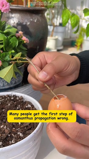 Propagate Osmanthus for a Thriving Garden! 🌼✨#Osmanthus #PlantPropagation #GardeningTips #GrowYourOwn #GreenThumb | Garden Growth Tips