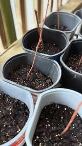Rooting goumi berry, yellow zeroes, and gooseberry cuttings.