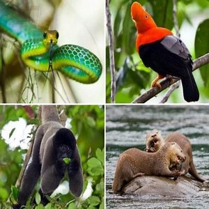 Les animaux indigènes les plus impressionnants du Pérou ▷➡️ Postposmo