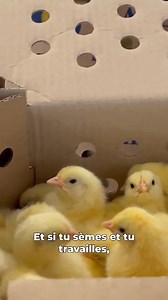 L'agriculture qui rend son homme riche . L'agriculture au coeur de la vie terrestre. Benin Fruits & Fleurs Source : SENELV | Benin Fruits & Fleurs