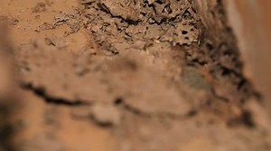 Wooden File Cabinet Infested By Termites: стоковое видео (без лицензионных платежей), 1024563557 | Shutterstock