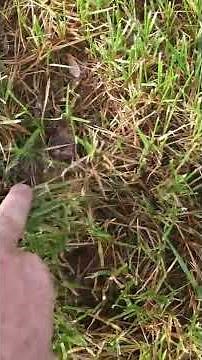 How NOT to mow tall fescue turf grass