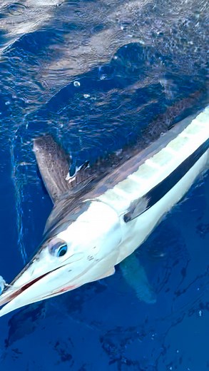 Damn Marlins eating up our wahoo bait !! #marlin #bahamas #billfish #whitemarlin #careychenart | Carey Chen Art