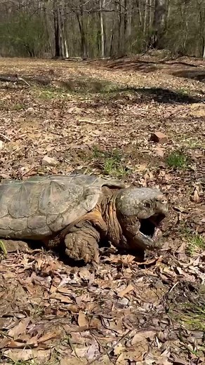 The Biggest, Baddest, Forrest Box Turtle I’ve Ever Seen! #sasquatch #alligatorsnappingturtle #snappingturtle #boxturtle #iliketurtles | Greg Wittstock the Pond Guy