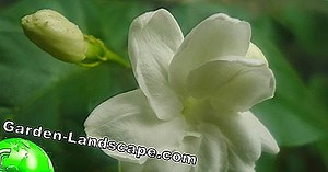 Növények: Arab Jasmine, Jasminum Sambac - Ápolás És Téli Kezelés | 2025
