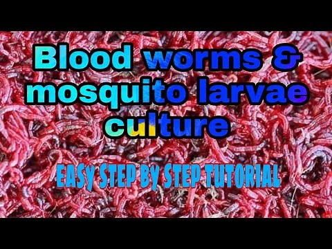 BLOODWORM AND MOSQUITO LARVAE CULTURE | EASY STEP BY STEP TUTORIAL| with english sub