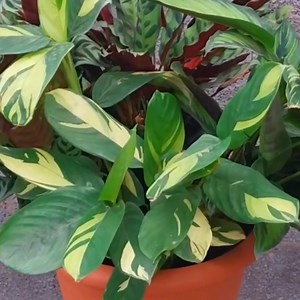 Decorating with Calathea, Ctenanthe, and Stromanthe Plants🪴😍 can transform any space into a lush, vibrant and elegant environment. Here are some beautiful varieties for you #plants #plantsofinstagram #plantsmakepeoplehappy #plantsmakepeoplehappy #plantslover #plants #plantlife #plantation #plantbased #plantlover #garden #gardener #gardening #gardeninspiration #gardening #beauty #beautiful #indoorplants #houseplants #art #video #foryou #viral #home #HomeDecor #Amazing #nature #foryoupage #viral
