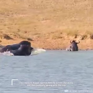 1.3K views | Two massive hippos helped Wildbeast to escape from croc attack 樂 #wildanimals #animallife #animallover #animalkingdom #wildlife #nature | Chuks Nwafor | Facebook