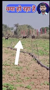 10K reactions · 1K shares | अब एक गडुरा गांव गांव में #wild_boar #farmer #farm #welfare #village #village | Prahlad Ram Siyol | Facebook