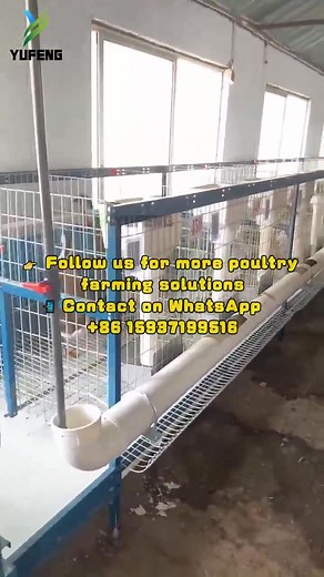 Efficient goose farming starts here! 🦢 Our modern goose cage system is designed for high density, easy management, and clean environment. Automatic feeding & watering make your farm more productive and less labor-intensive. 👉 Want to know more or get a quotation? 📞 WhatsApp: 86 15937199516 #GooseFarming #PoultryEquipment #FarmAutomation #Yufeng | YuFeng Technology Poultry Equipment &Chicken Cage System Exporter