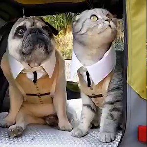 Welcome to Jurassic Bark 🦖 | Metro