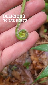 Fiddleheads! We out looking for a turkey, but all I found was ferns and ticks. One fern in particular, the ostrich fern. A common fern to see in landscaping, it also likes to grow in wet and acidic soils. While I did not find these near running water, it was a wet are where water flows through and collects. All ferns start out in a fiddle head shape, but not all ferns are edible. Even these are not edible raw, they need to be blanched in boiling water to denature any nefarious compounds. They al