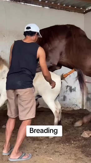 Horses breading #descubrimiento #horsebreeding #horsefacts #equine #horselife
