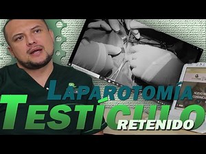 Testículo retenido - LAPAROTOMÍA EXPLORATORIA EN MASCOTAS