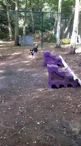 Fast fetching! | Chetwynd Firs Kennels & Cattery